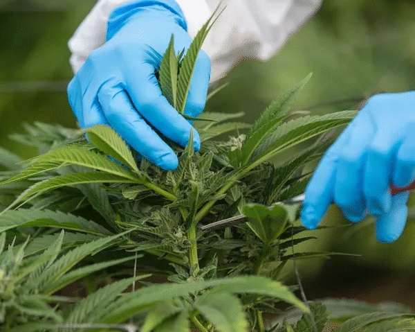 The Green Revolution of Dispensary Cannabis